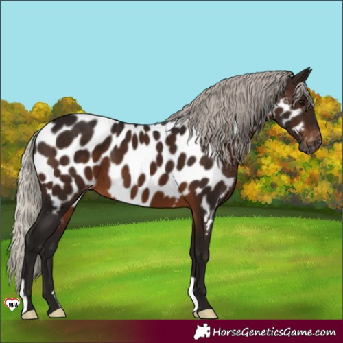 Horse Color:Gray Silver Brown Near Leopard 