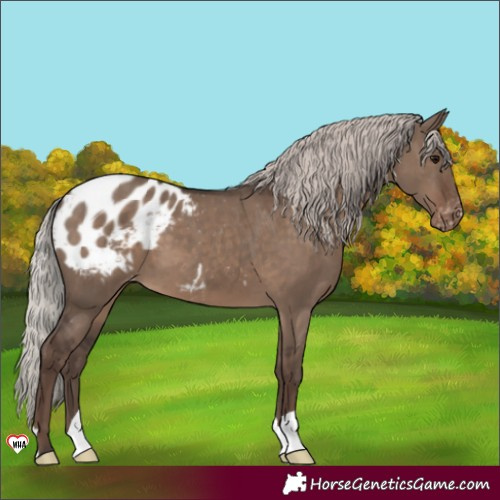 Horse Color:Silver Grullo Blanket 