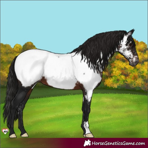 Horse Color:Gray Brown Near Fewspot 