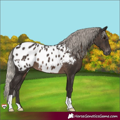 Horse Color:Gray Silver Black Near Leopard 