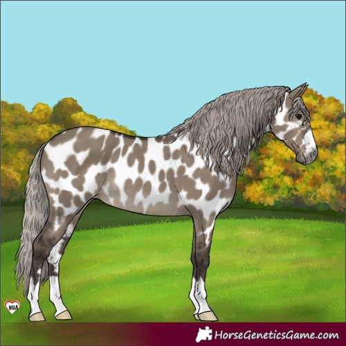Horse Color:Gray Silver Grullo Near Leopard 