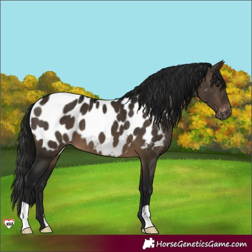 Horse Color:Gray Brown Dun Blanket 
