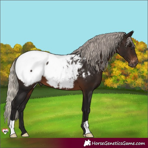 Horse Color:Unknown 