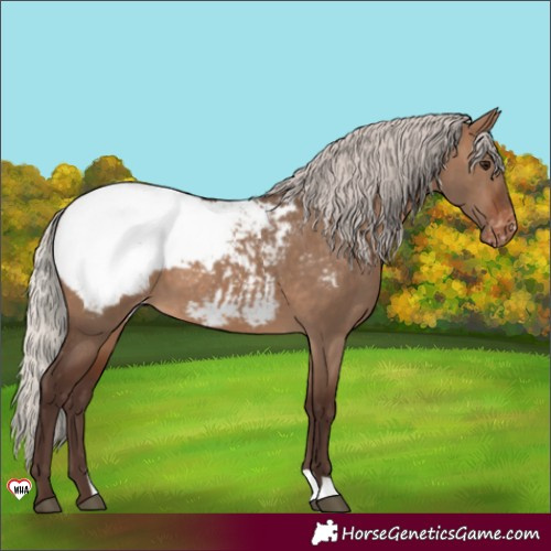 Horse Color:Silver Brown Dun Snowcap 