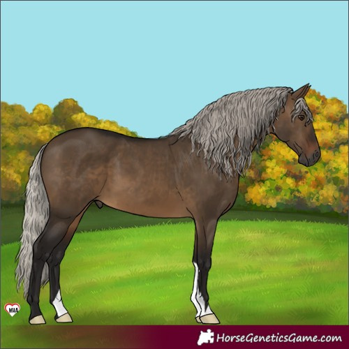 Horse Color:Unknown 