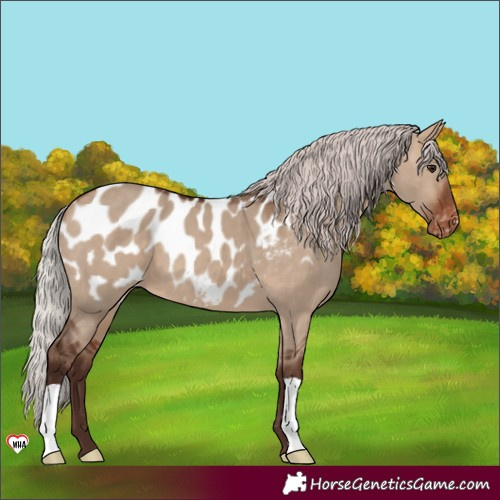 Horse Color:Silver Bay Dun Near Leopard 