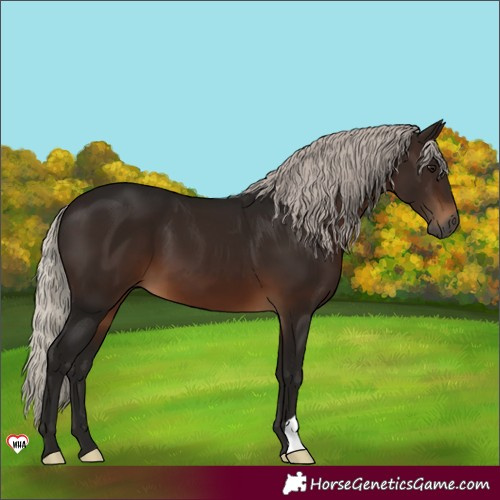 Horse Color:Gray Silver Brown 
