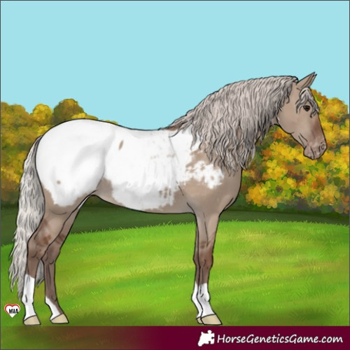 Horse Color:Silver Grullo Snowcap 