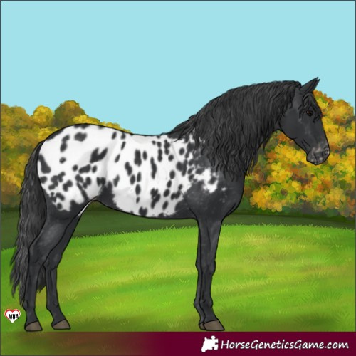 Horse Color:Black Appaloosa