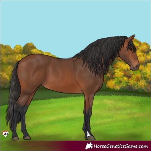 Horse Color:Bay 