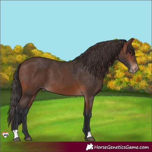 Horse Color:Brown Appaloosa
