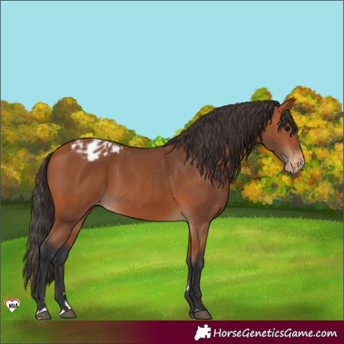 Horse Color:Bay Appaloosa