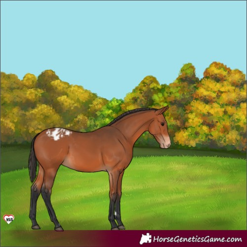 Horse Color:Bay Appaloosa