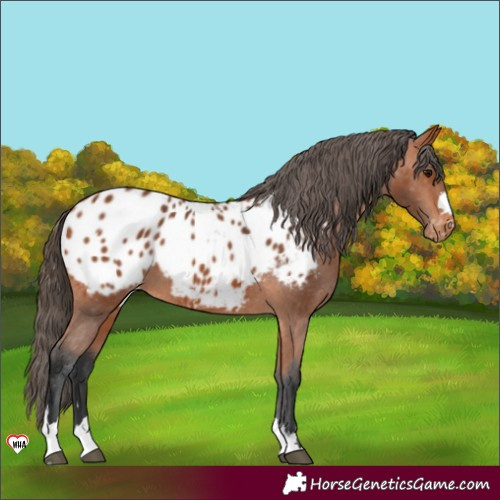 Horse Color:Bay Blanket 