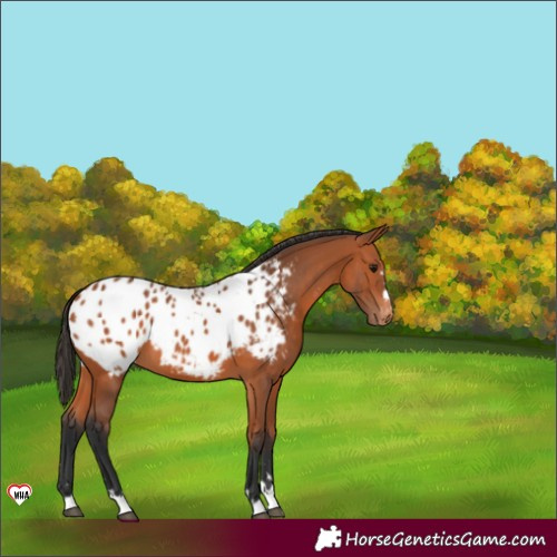 Horse Color:Bay Appaloosa