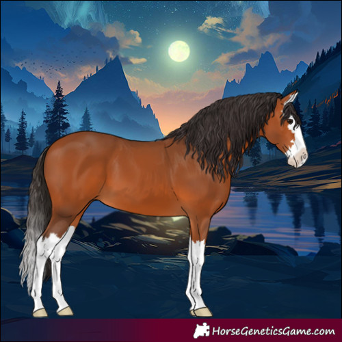 Horse Color:Bay Splash 