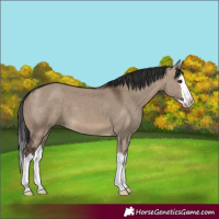 Horse Color:Brown Dun Splash 