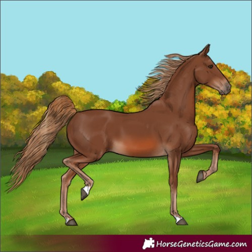 Horse Color:Chestnut 