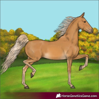 Horse Color:Palomino 