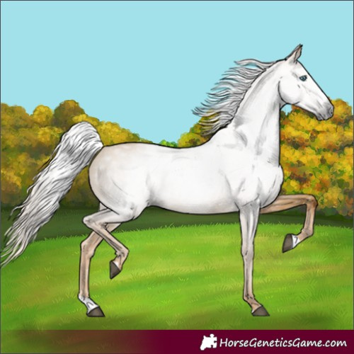Horse Color:Gray Palomino Dun Splash 