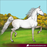 Horse Color:Gray Palomino Dun Splash 