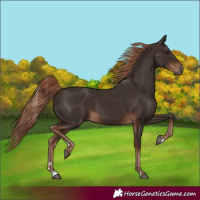 Horse Color:Liver Chestnut Rabicano 