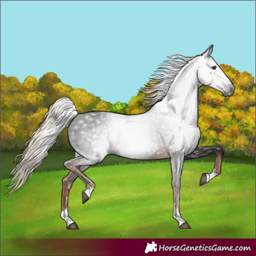 Horse Color:Gray Liver Chestnut Rabicano 