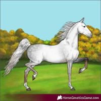 Horse Color:Gray Liver Chestnut Rabicano 