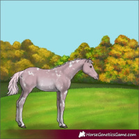 Horse Color:Watercolor White Spotted Palomino 