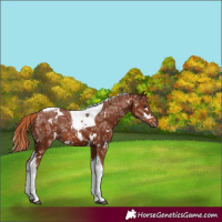 Horse Color:White Spotted Chestnut Ice Tobiano 