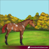 Horse Color:Painted White Spotted Bay