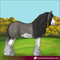 Horse Color:Grullo Sabino Splash  and Grullo Sabino Splash Frame 