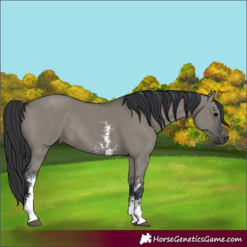 Horse Color:Grullo Sabino Rabicano 