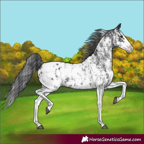 Horse Color:Black Sabino Splash Appaloosa and Black Sabino Splash Appaloosa