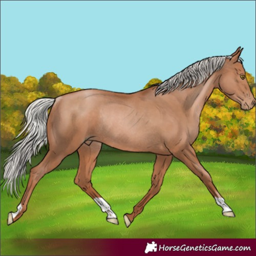 Horse Color:Silver Bay Pearl Rabicano 