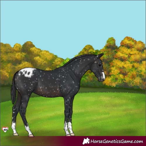 Horse Color:Brown Appaloosa 