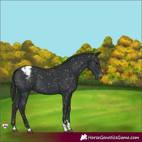 Horse Color:Black Appaloosa 