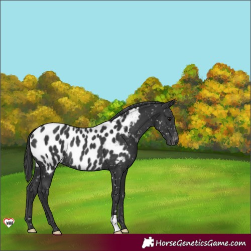 Horse Color:Black Appaloosa Rabicano 