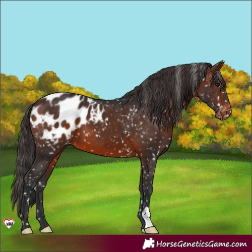 Horse Color:Brown Appaloosa 