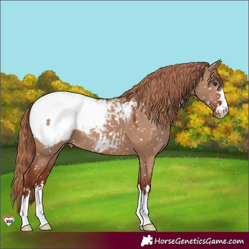 Horse Color:Red Dun Appaloosa 