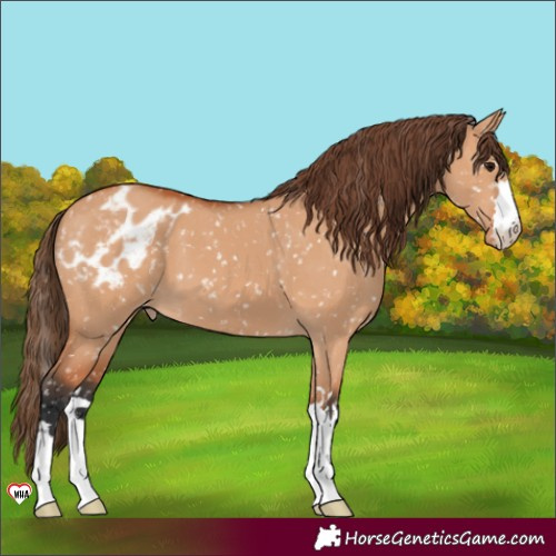 Horse Color:Bay Dun Appaloosa 
