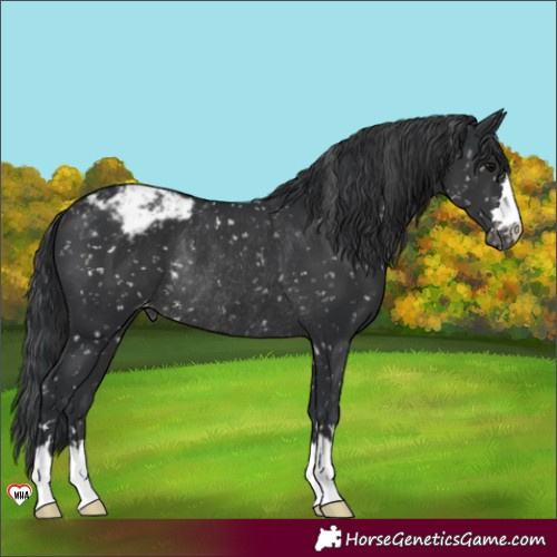 Horse Color:Black Appaloosa Rabicano 