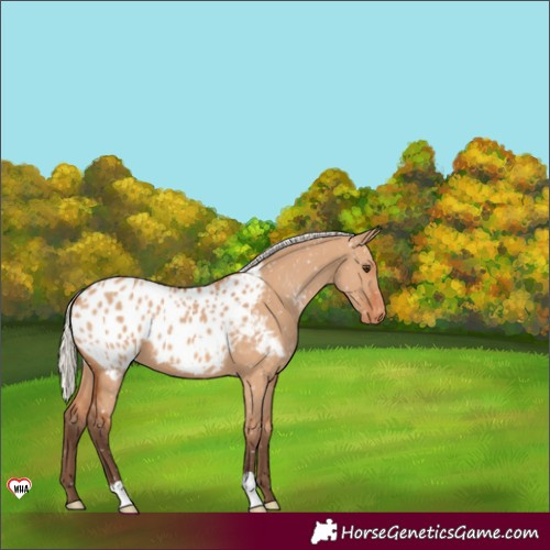 Horse Color:Silver Bay Dun Appaloosa 