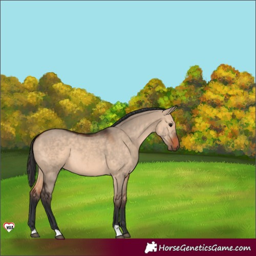 Horse Color:Brown Dun 