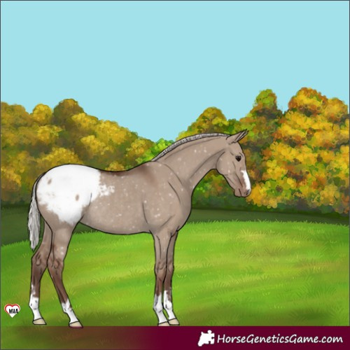 Horse Color:Silver Grullo Snowcap Rabicano 