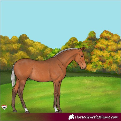Horse Color:Silver Bay Rabicano 
