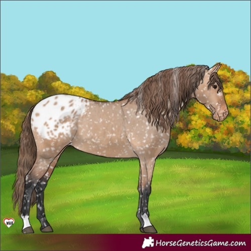 Horse Color:Bay Dun Appaloosa 