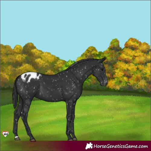 Horse Color:Black Snowflake Varnish 