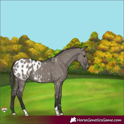 Horse Color:Grullo Appaloosa 