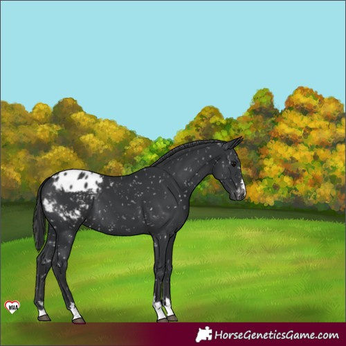 Horse Color:Black Appaloosa 